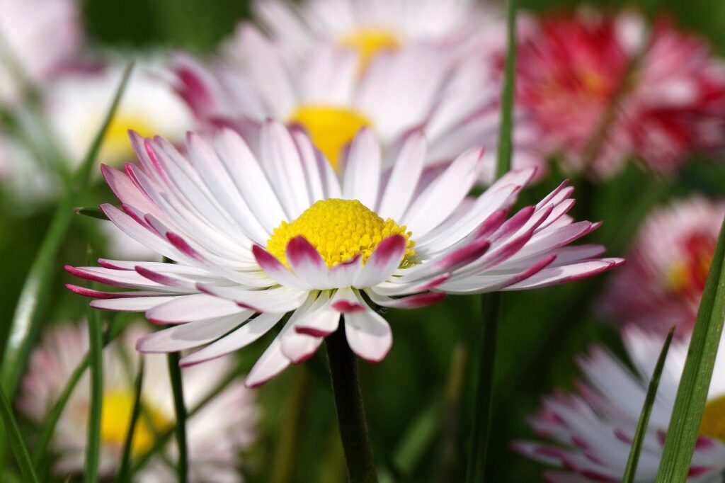 daisies, flowers, garden-7946594.jpg