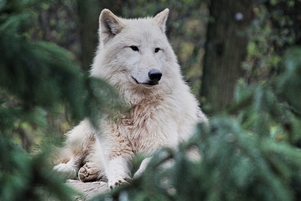 arctic wolf, animal, zoo-5961985.jpg