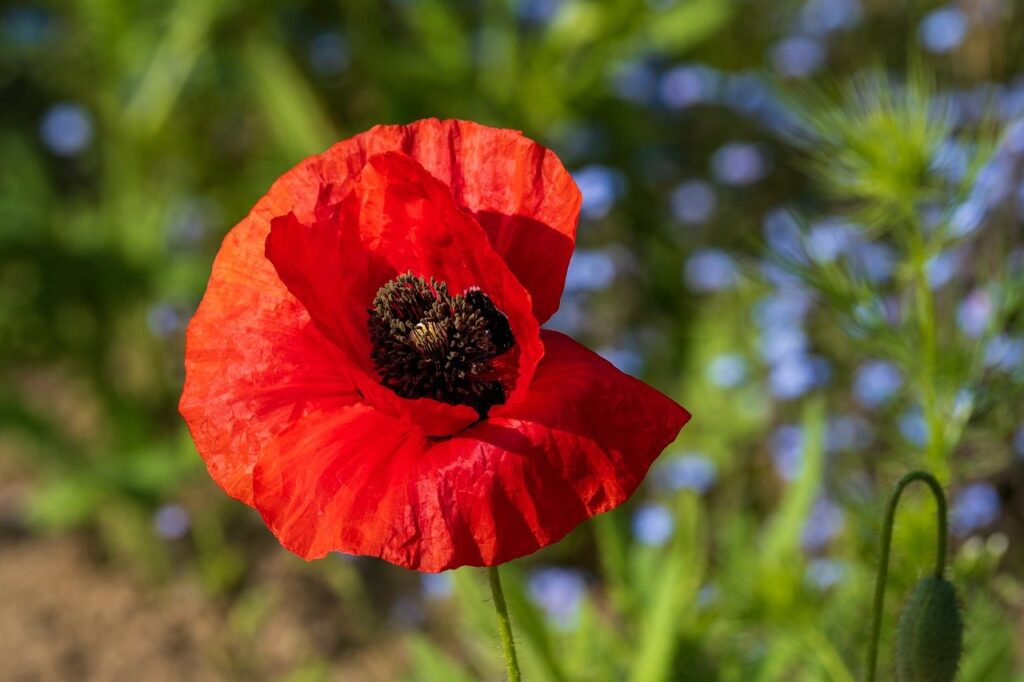 flower, poppy, blossom-8030459.jpg