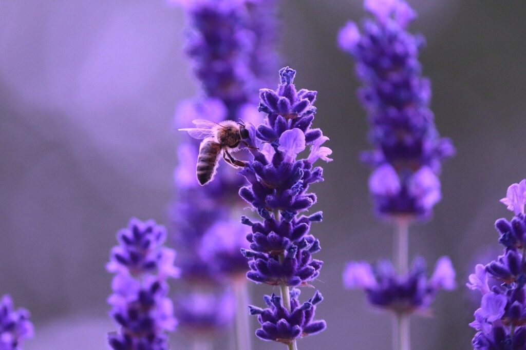 lavender, flowers, bee-8075280.jpg