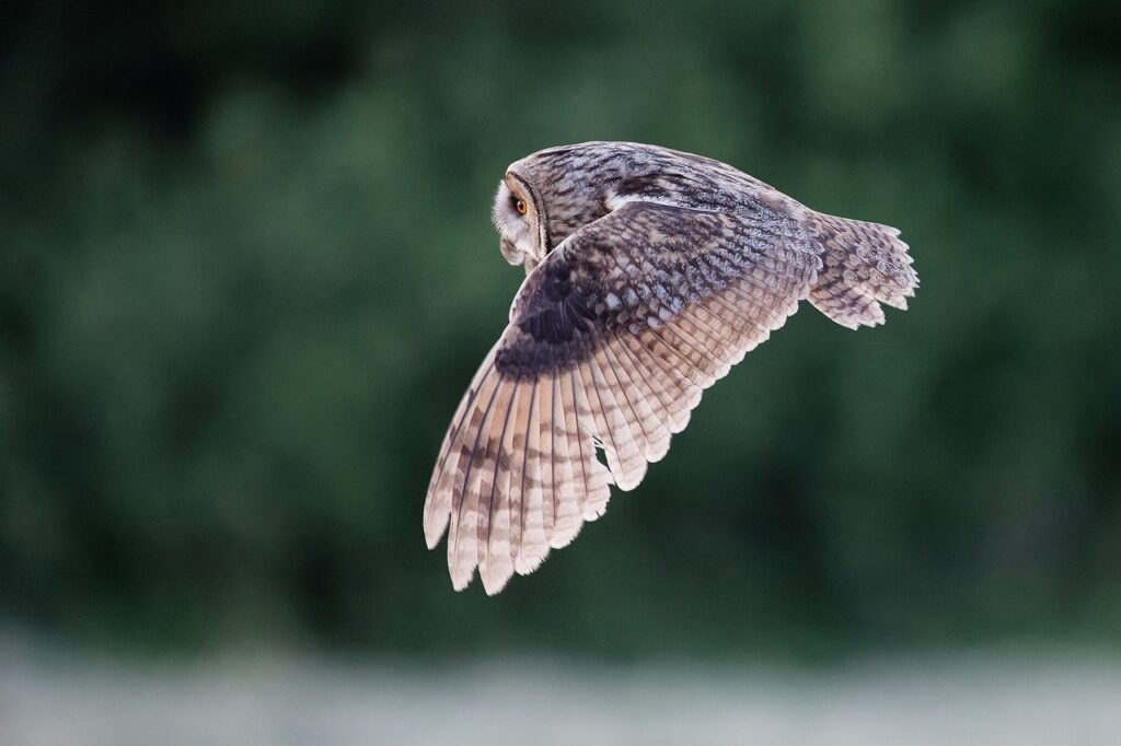 long-eared owl, beautiful wallpaper, 4k wallpaper-8051292.jpg