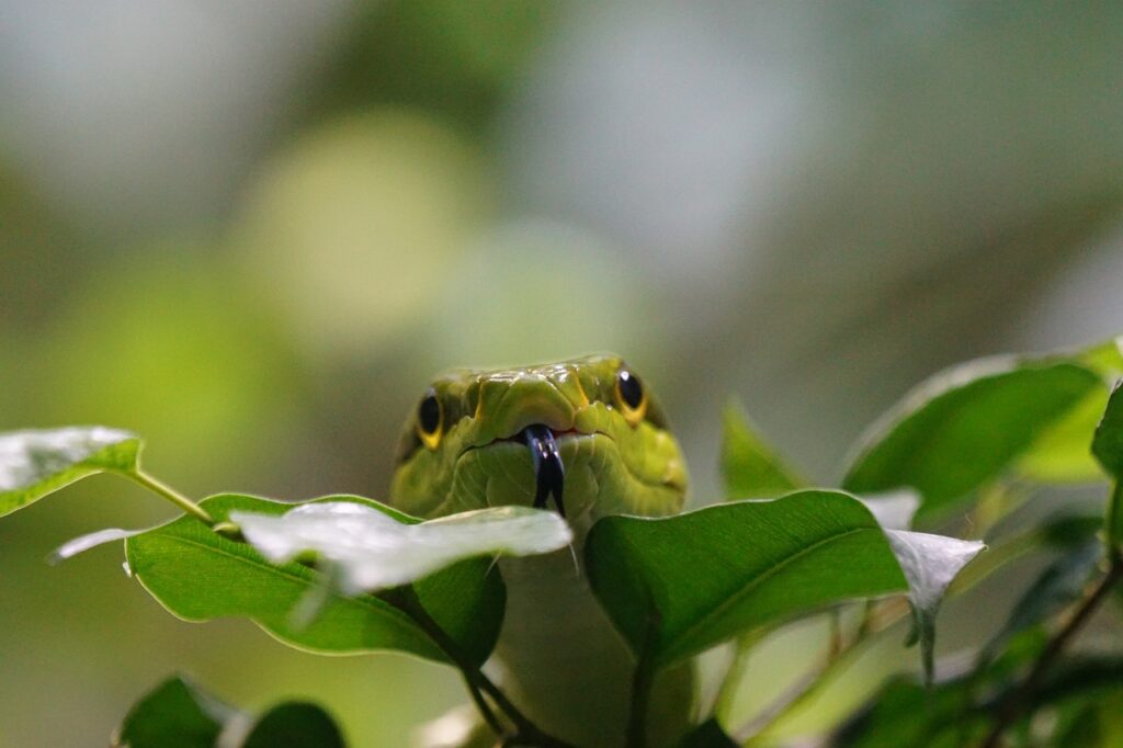 pointed snake, snakes, green-921687.jpg